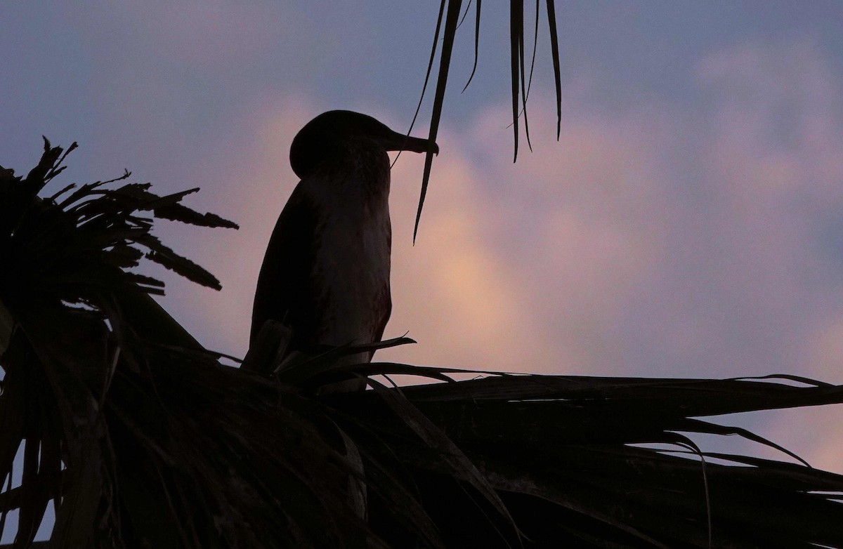 Grand Cormoran - ML644852729