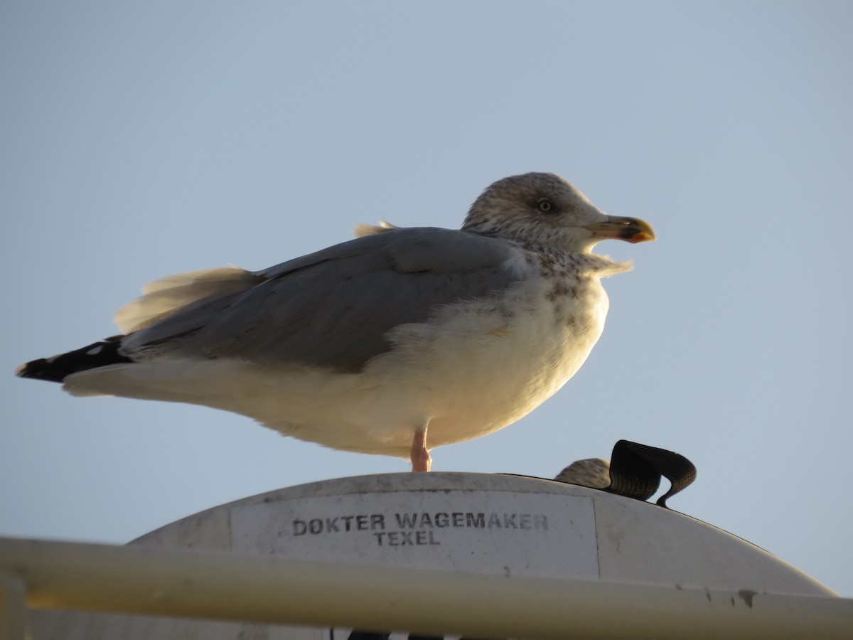 Goéland argenté - ML644852730