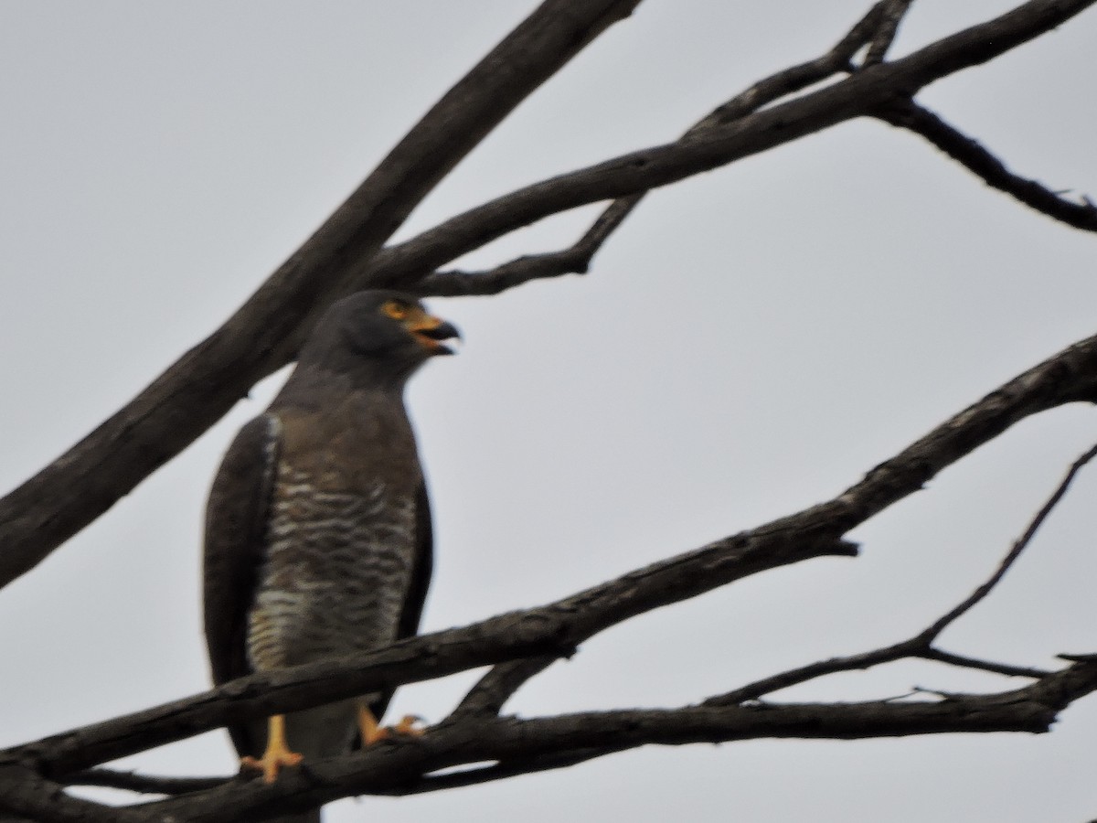 Buse à gros bec - ML644852731