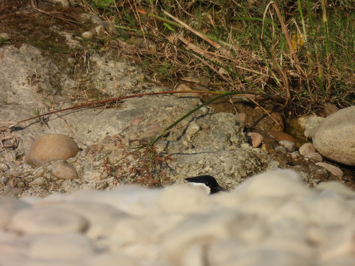 Vanneau pie - ML644852732