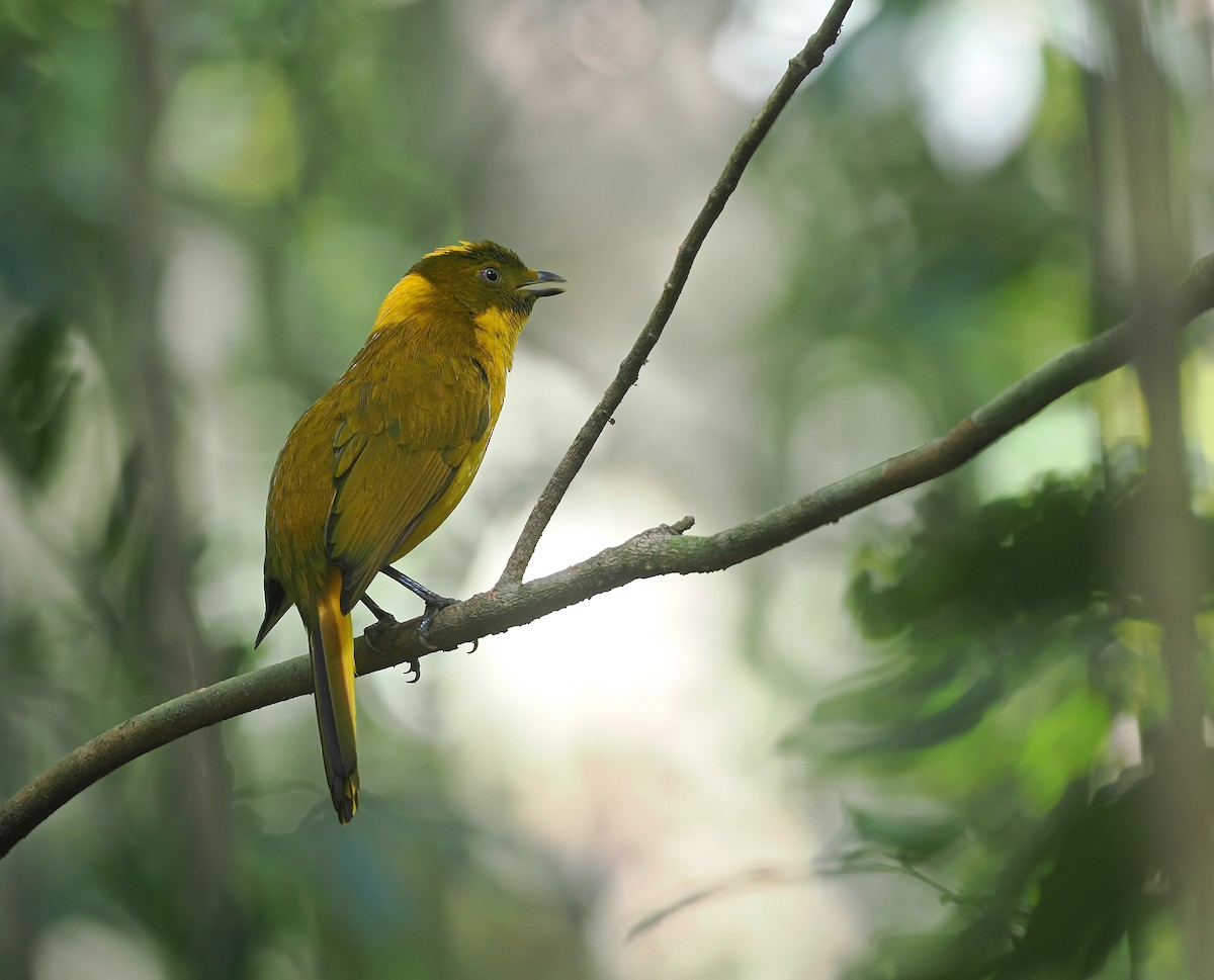 Jardinier de Newton - ML644852733