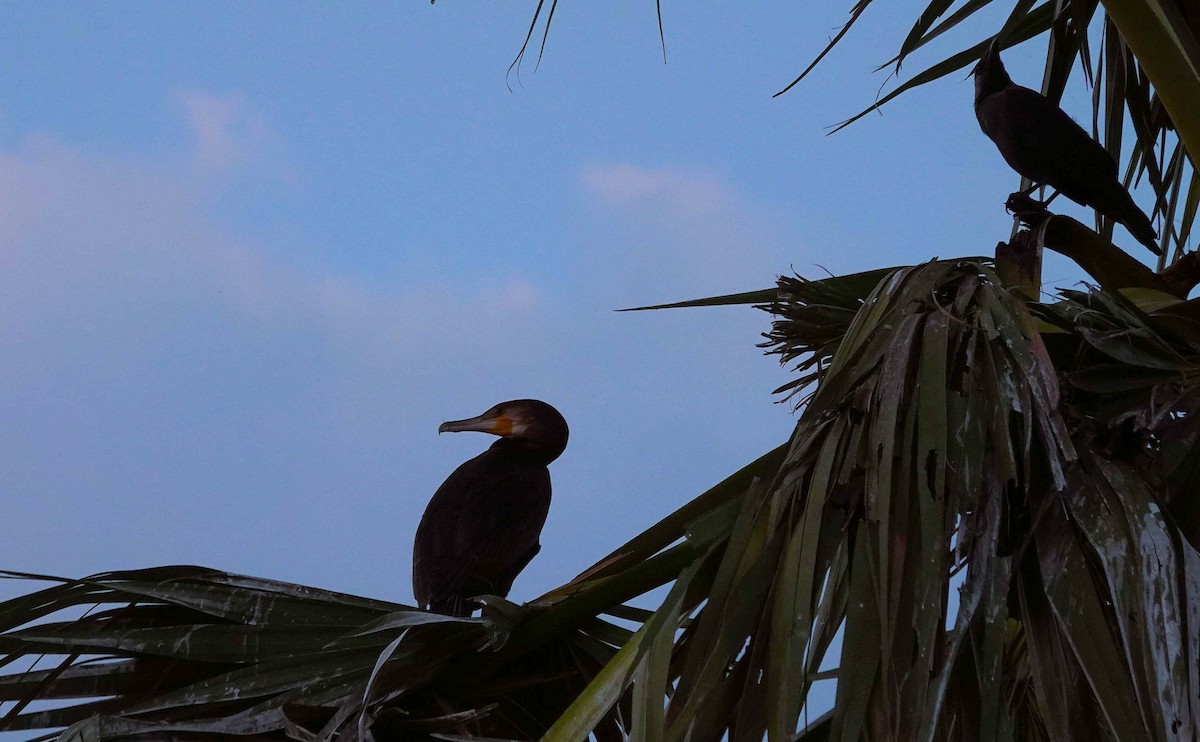 Grand Cormoran - ML644852735