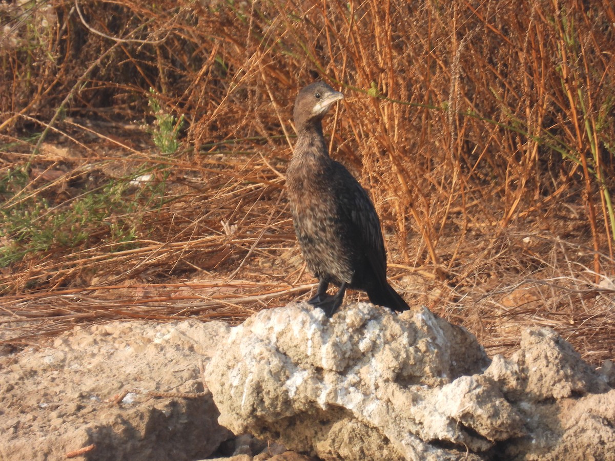 Cormoran pygmée - ML644852736