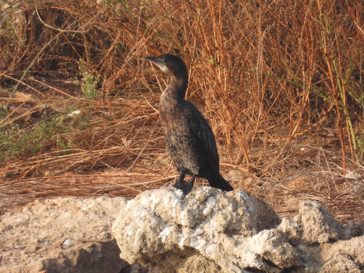 Cormoran pygmée - ML644852737