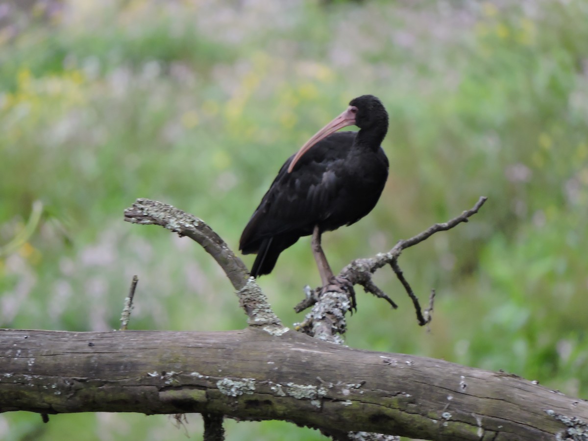 Ibis à face nue - ML644852738