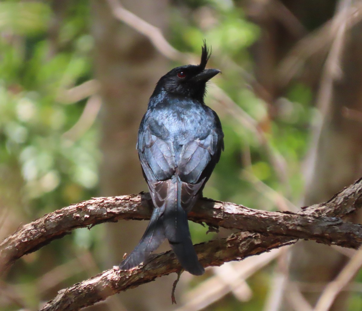 Drongo malgache (forficatus) - ML644852739