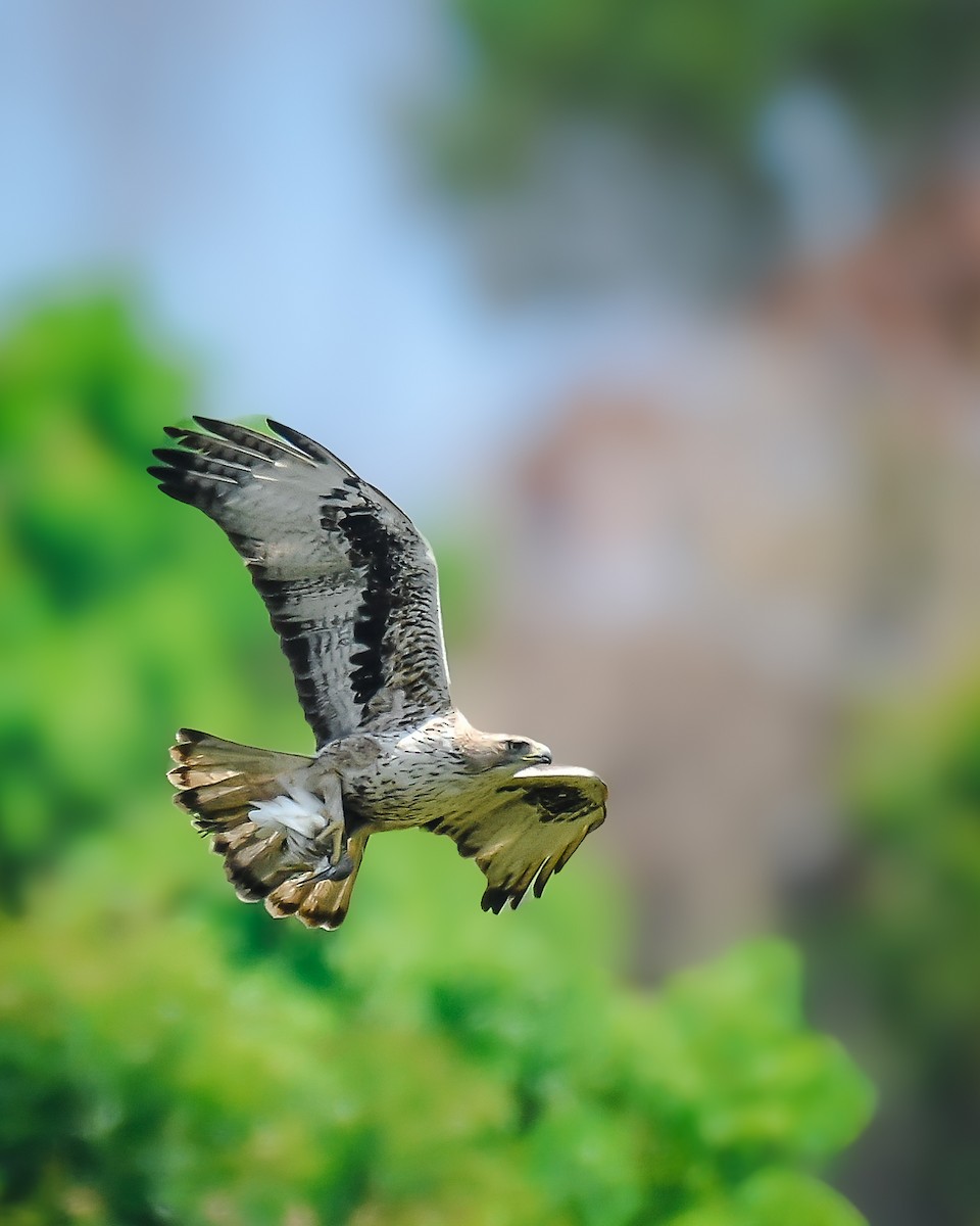 Aigle de Bonelli - ML644852740