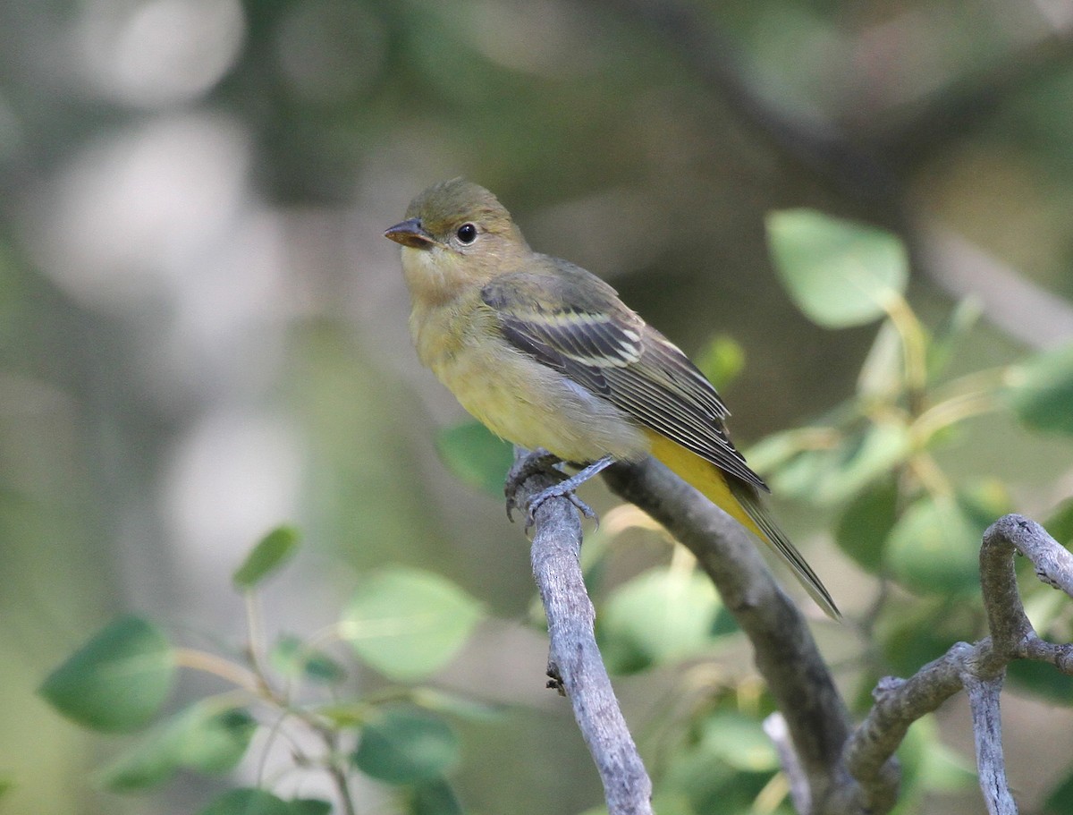 Piranga à tête rouge - ML644852742