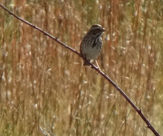 Bruant des prés - ML644852744