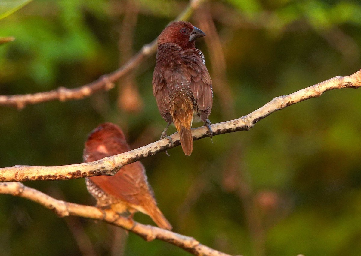 Capucin damier - ML644852748