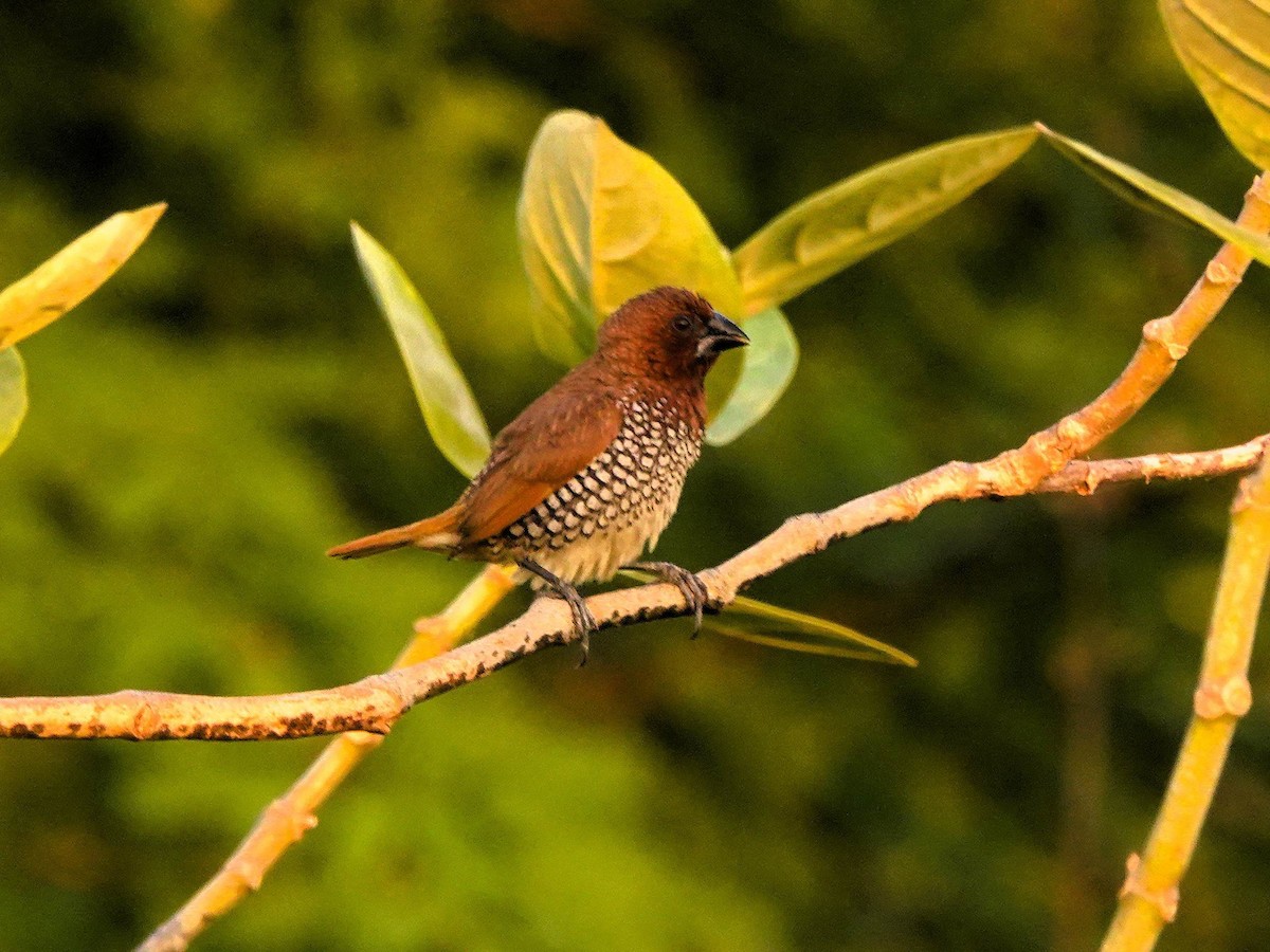 Capucin damier - ML644852752