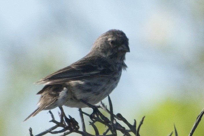 Géospize fuligineux - ML644852753