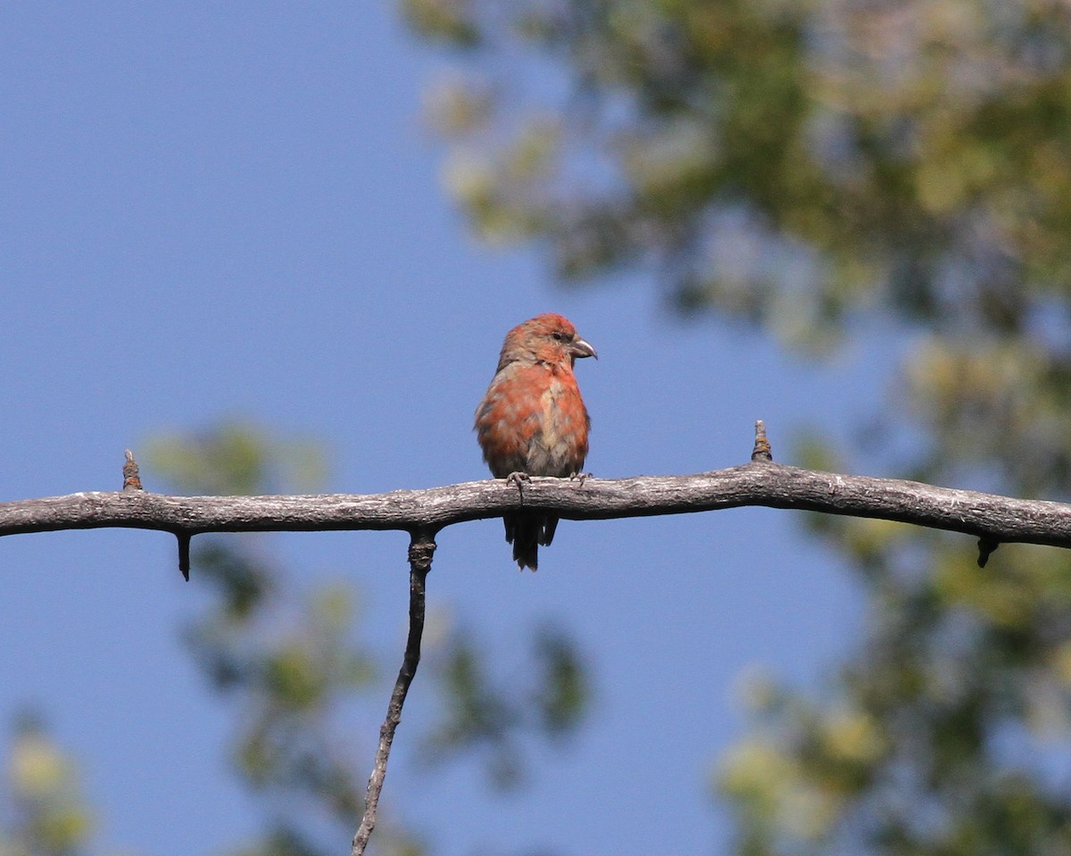 Bec-croisé des sapins - ML644852754