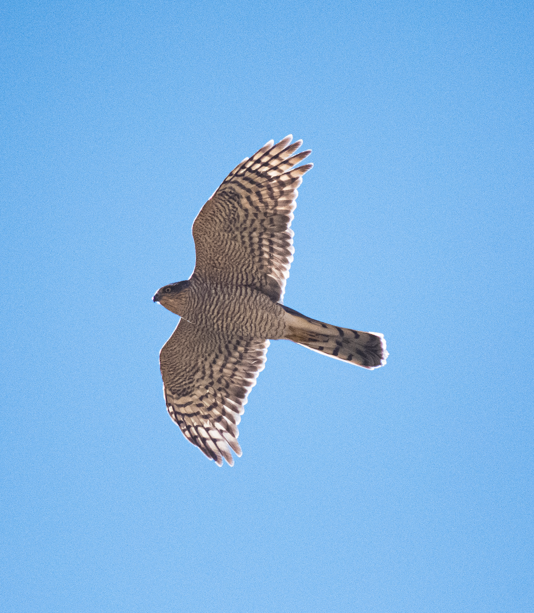 Épervier d'Europe - ML644852755