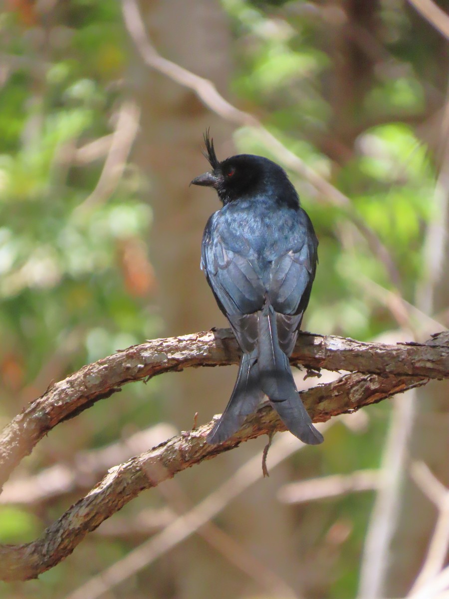 Drongo malgache (forficatus) - ML644852757