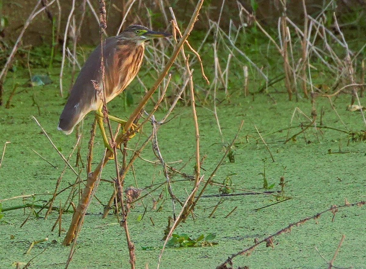 Crabier de Gray - ML644852758