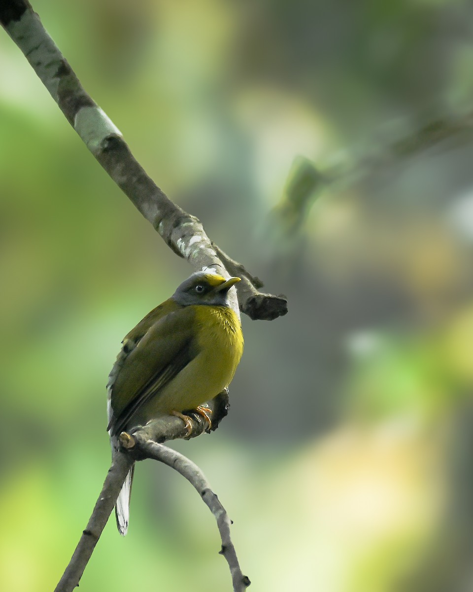 Bulbul colombar - ML644852759