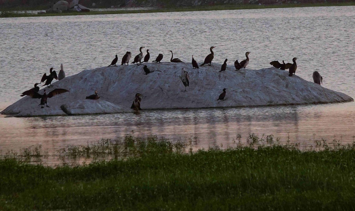 Cormoran de Vieillot - ML644852761