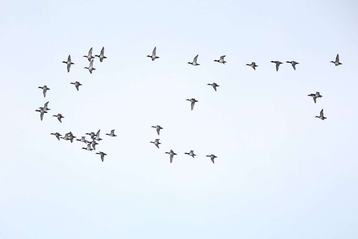 Fuligule à collier - ML644852762