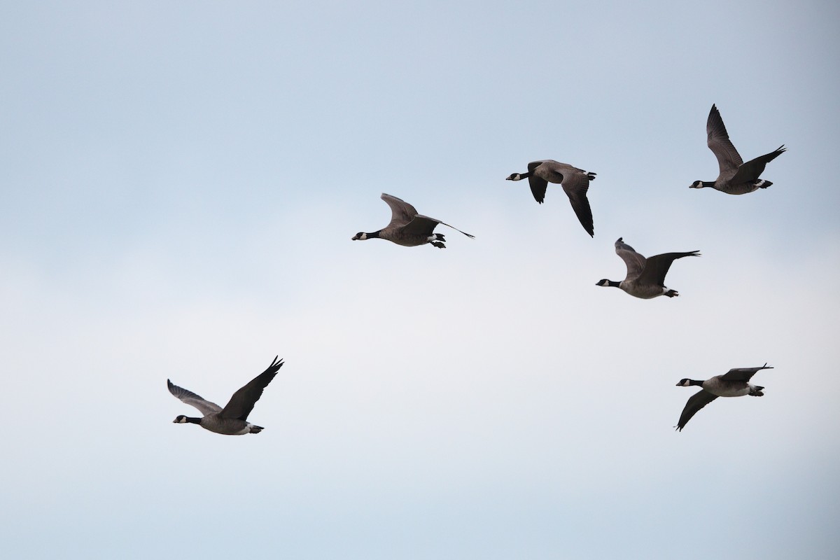 小加拿大雁 - ML644852768