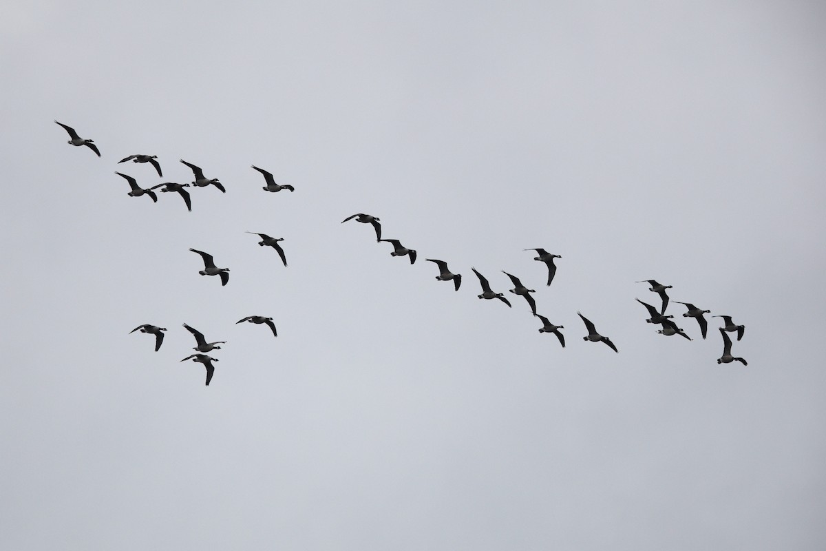 小加拿大雁 - ML644852769