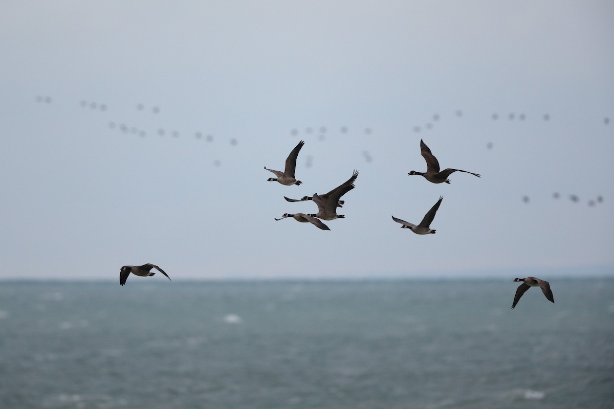 小加拿大雁 - ML644852770