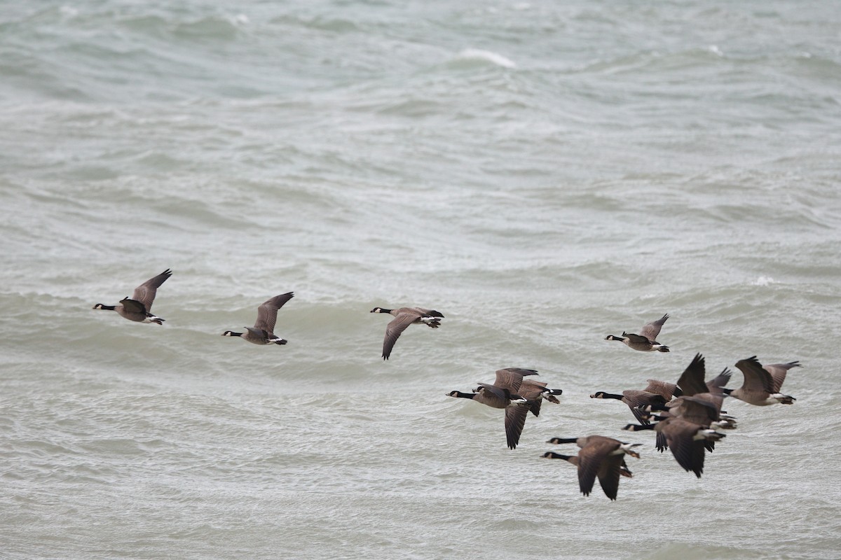 小加拿大雁 - ML644852771