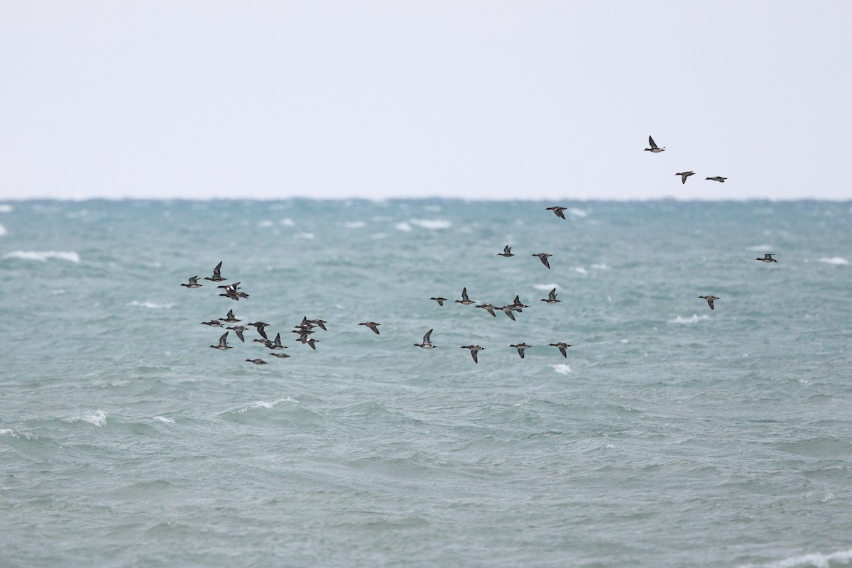 čírka modrokřídlá - ML644852772