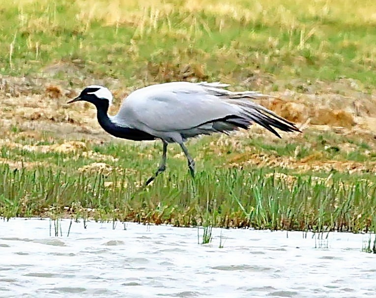 jeřáb panenský - ML644852775