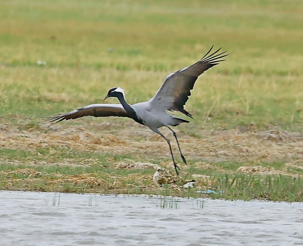 jeřáb panenský - ML644852776