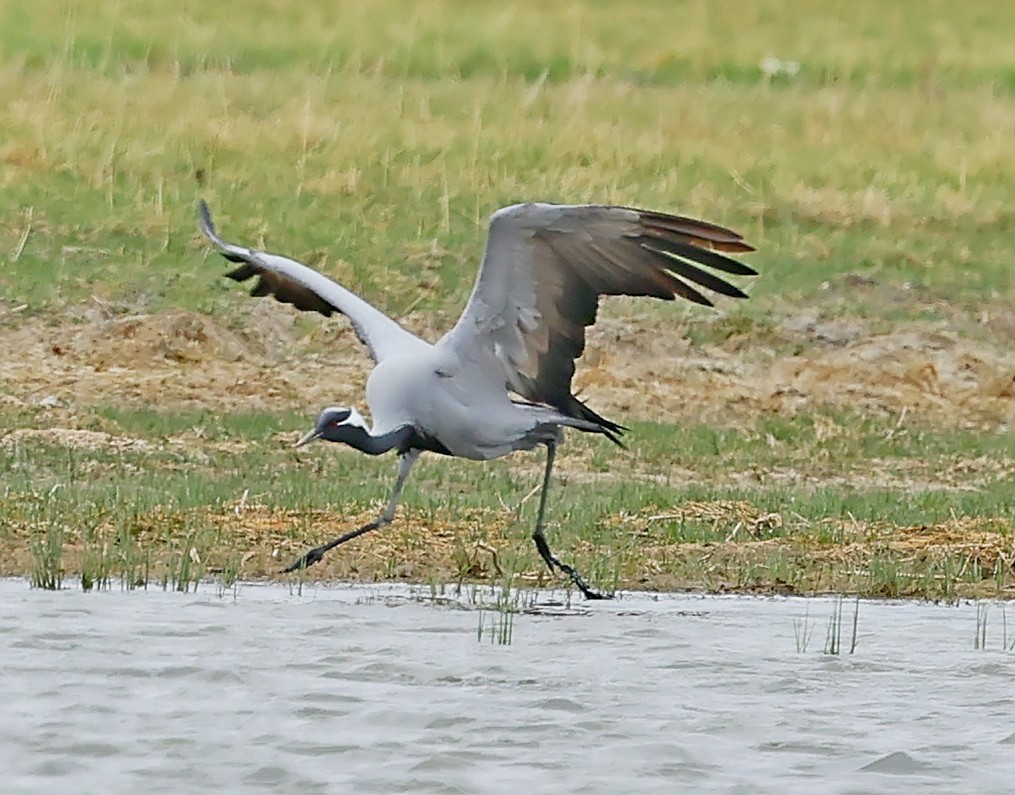 jeřáb panenský - ML644852777