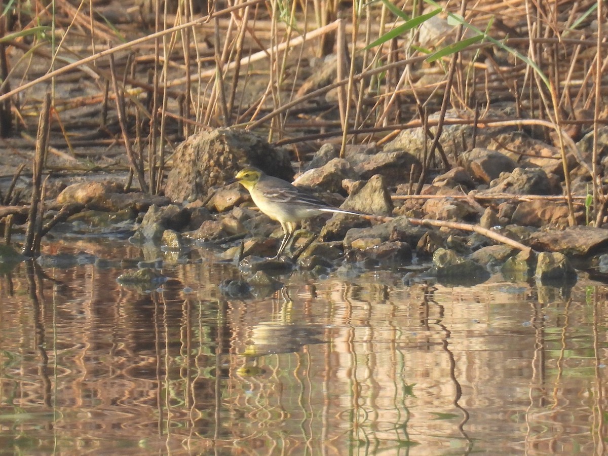 Citrine Wagtail - ML644852790