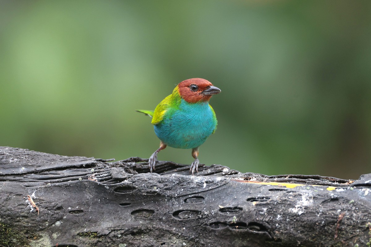 Tangara Cabecibaya - ML644852803