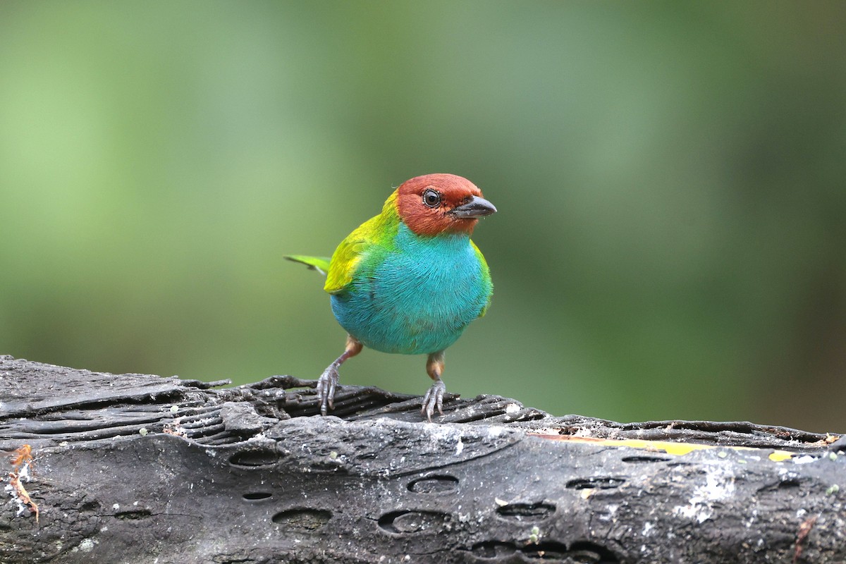 Tangara Cabecibaya - ML644852804