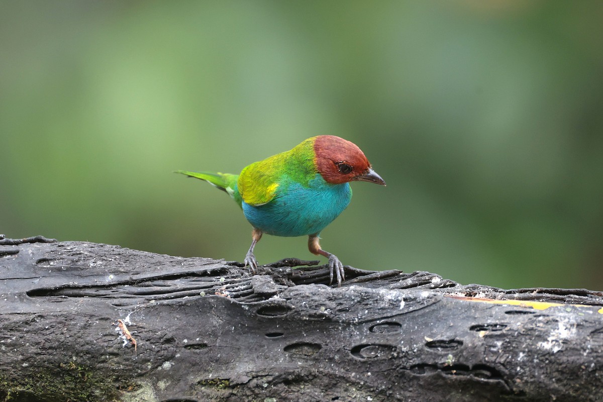 Tangara Cabecibaya - ML644852805