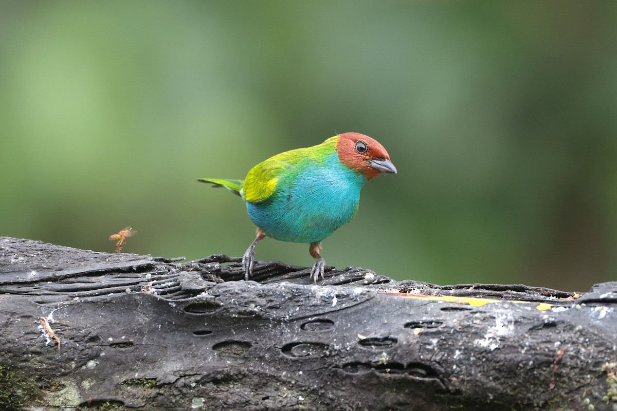 Tangara Cabecibaya - ML644852806