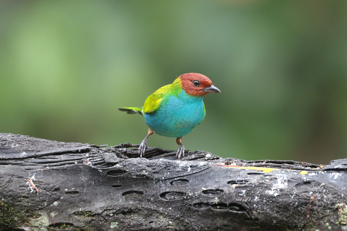 Tangara Cabecibaya - ML644852807