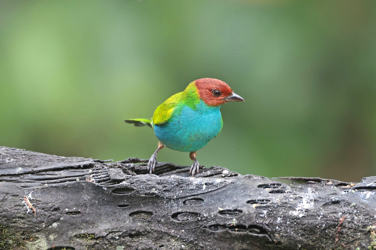 Tangara Cabecibaya - ML644852808