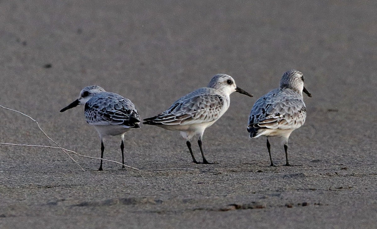 三趾濱鷸 - ML644852836