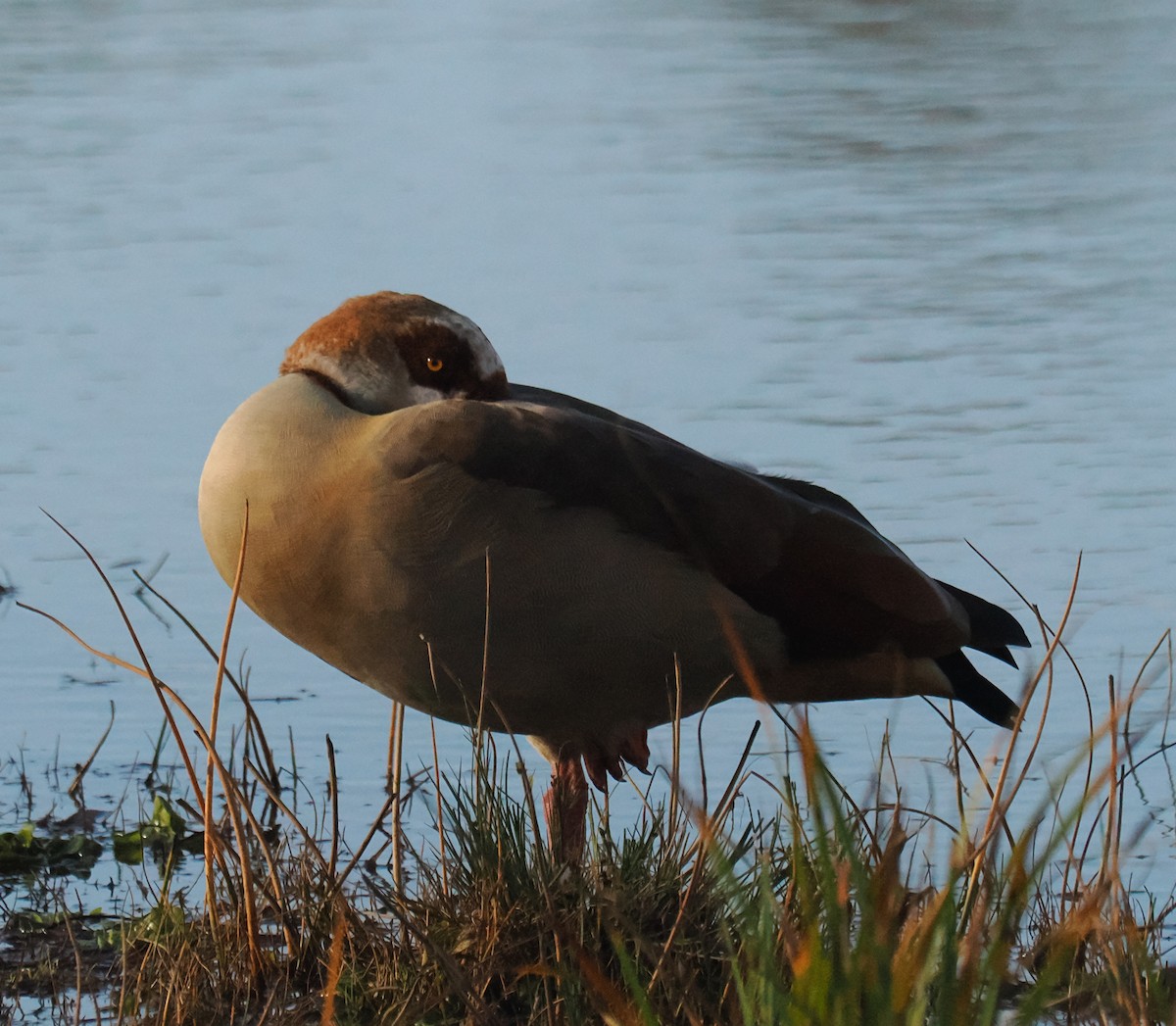 エジプトガン - ML644852840