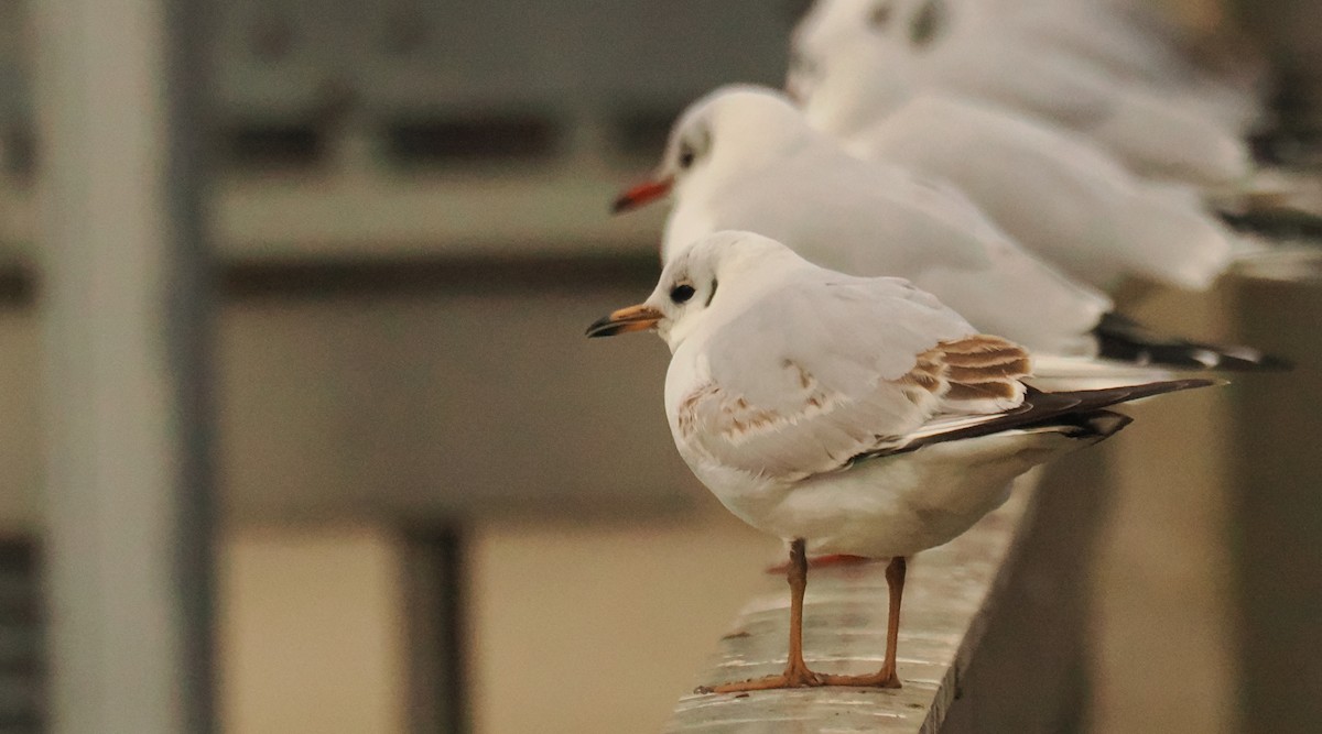 ユリカモメ - ML644852842