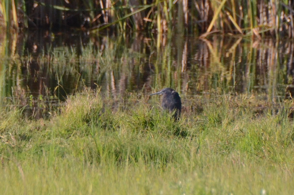 Glockenreiher - ML644852845