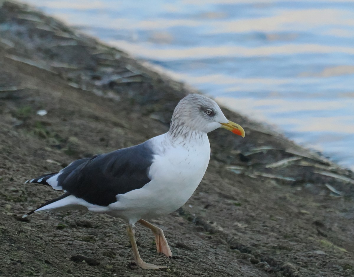 ニシセグロカモメ - ML644852846