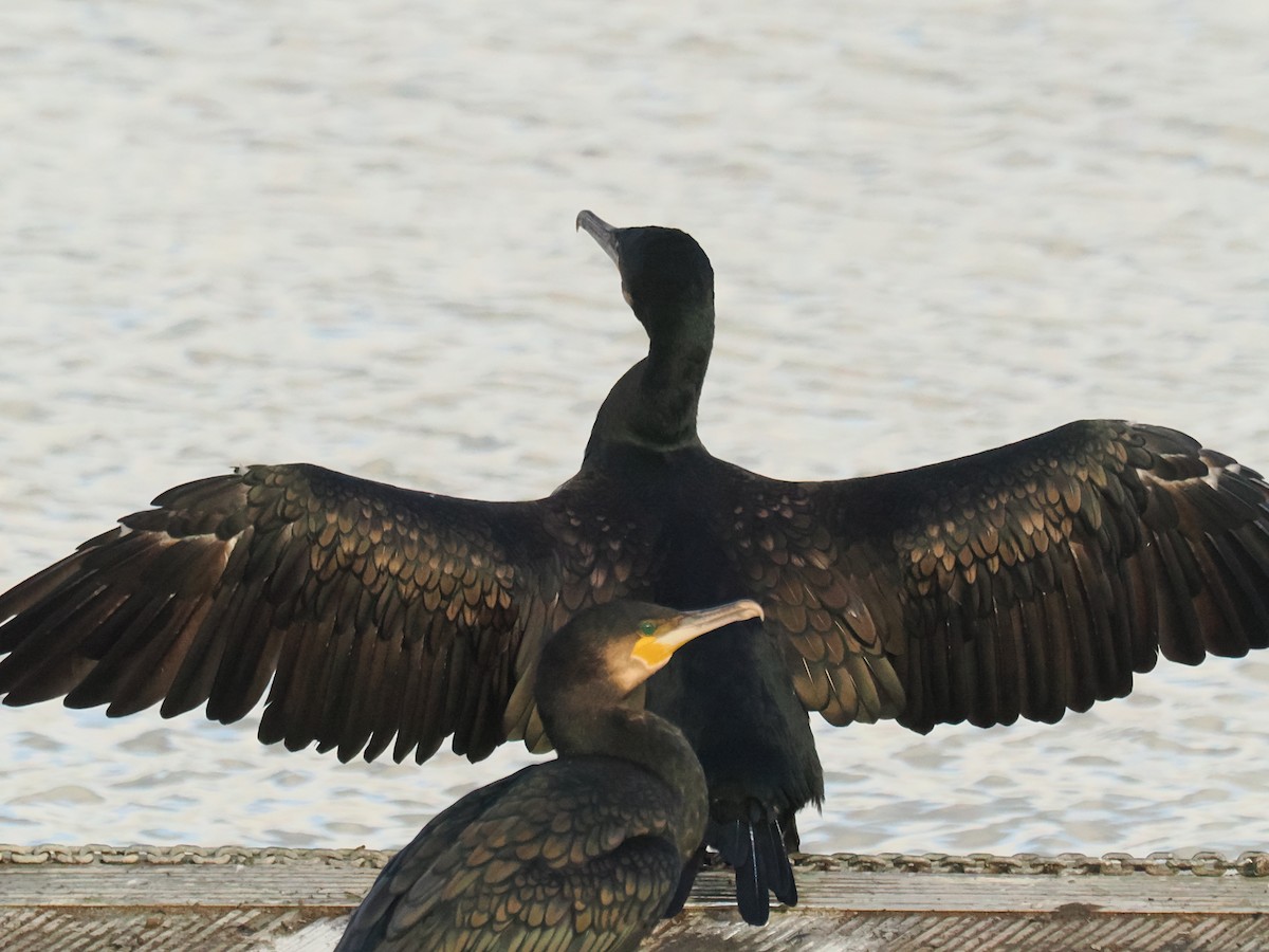 kormorán velký - ML644852849