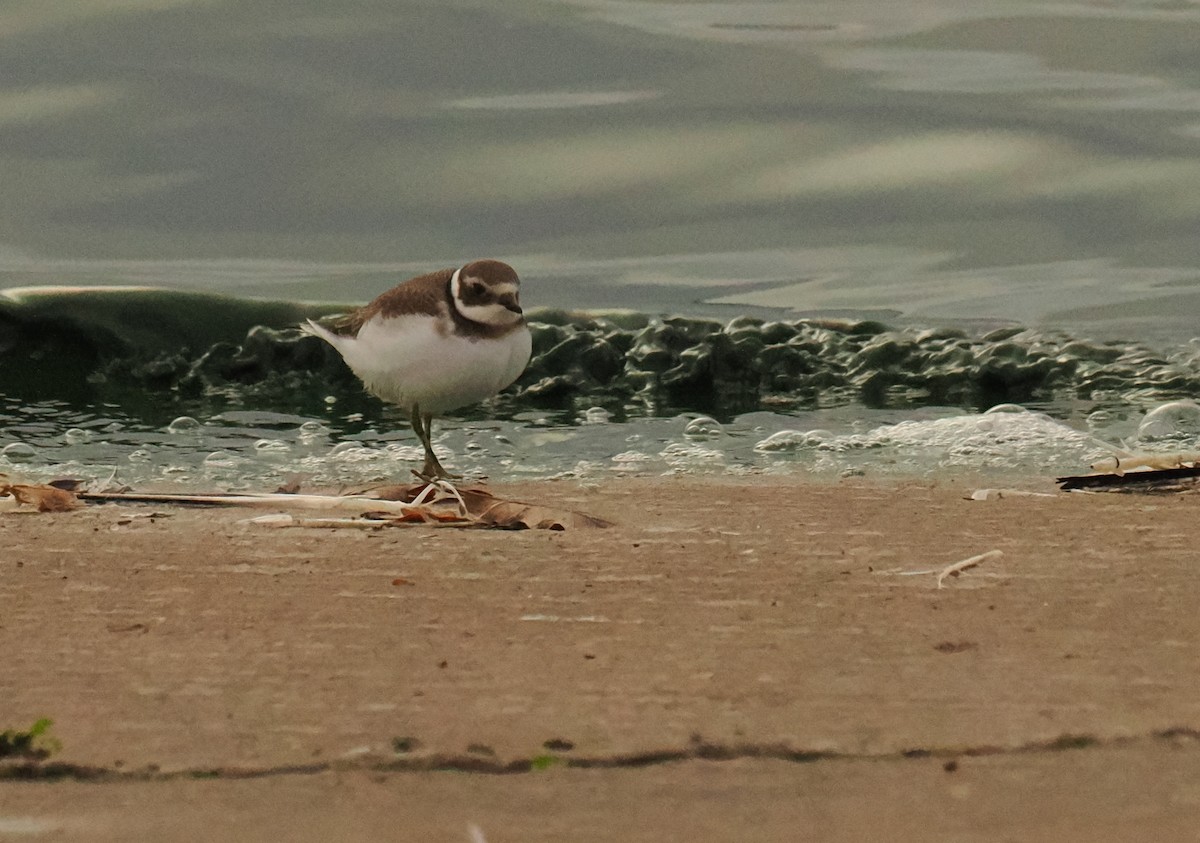 ハジロコチドリ - ML644852855