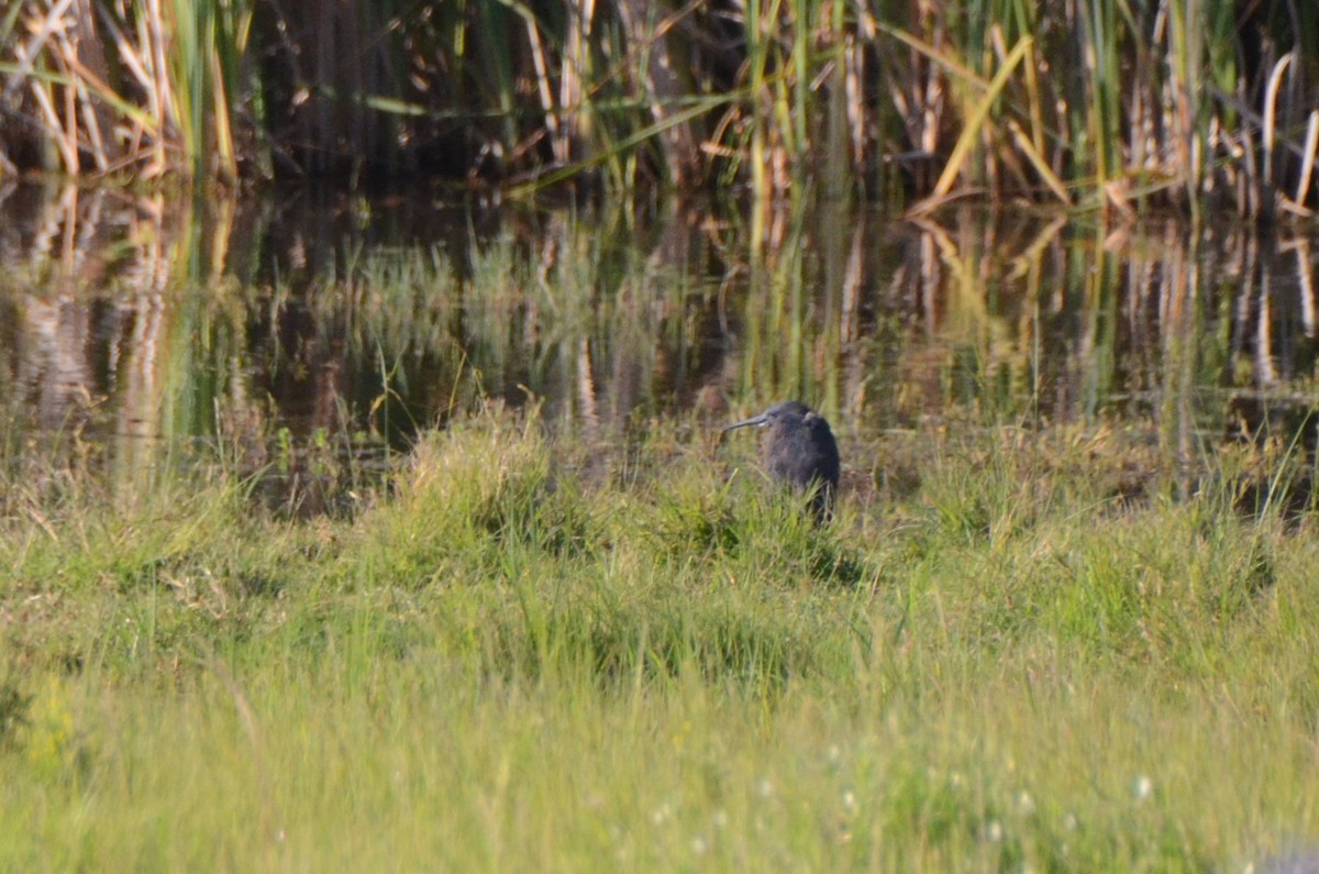 Glockenreiher - ML644852860