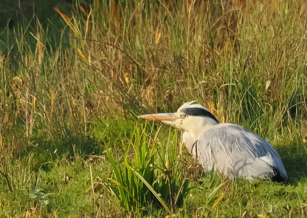 アオサギ - ML644852861