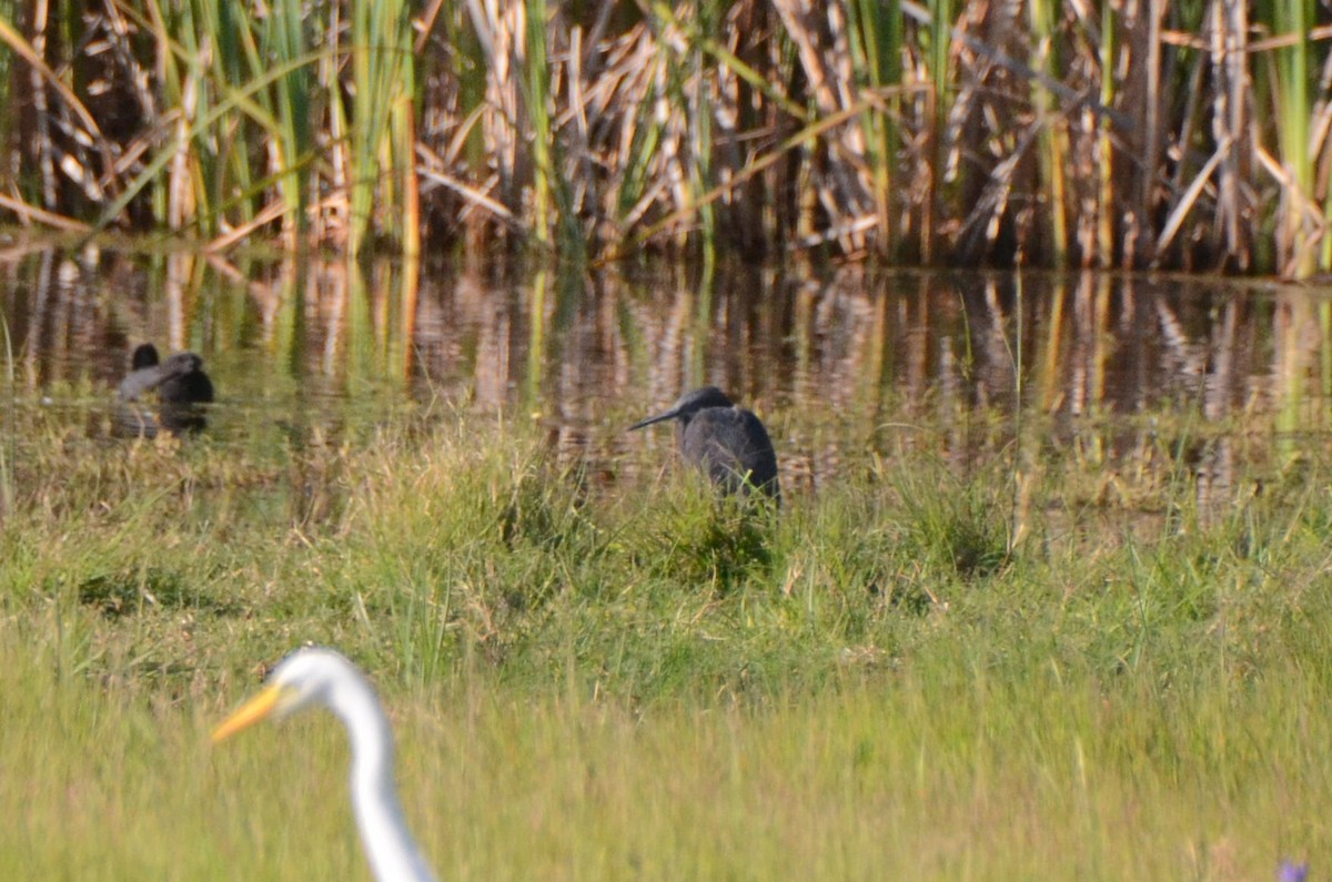 Glockenreiher - ML644852868