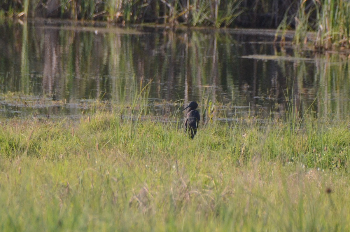 Glockenreiher - ML644852877