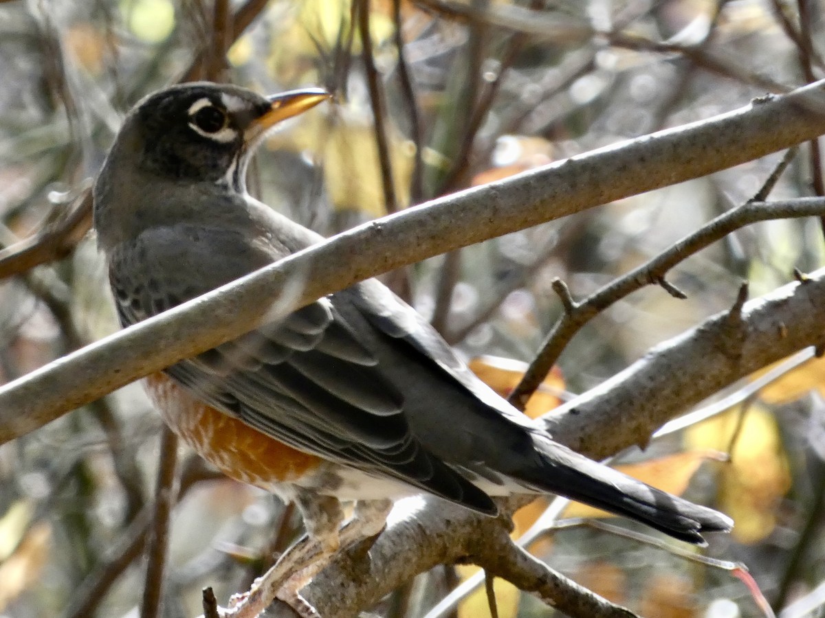 American Robin - ML644852878